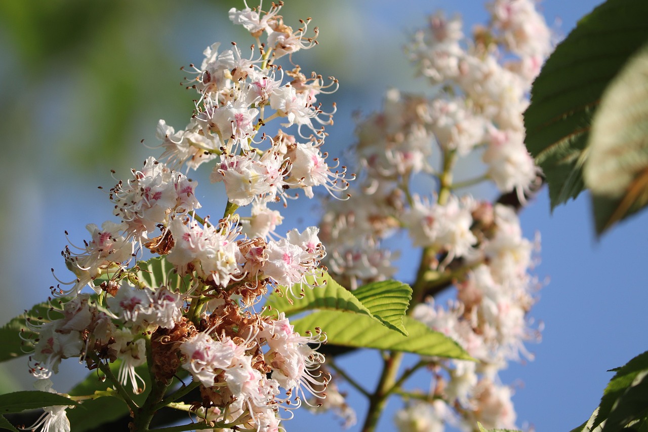 chestnut blossom, chestnut, blossom, bloom, flower candle, tree, chestnut tree, spring, inflorescence, bloom, blooming, nature, bright, white, castanea, sweet chestnut, petals, close up